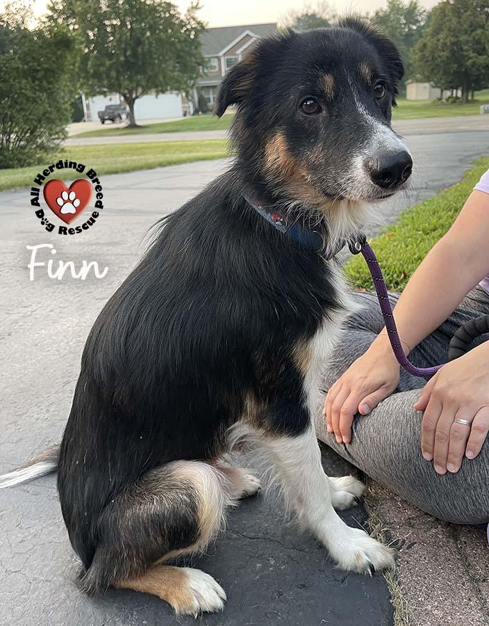 Finn