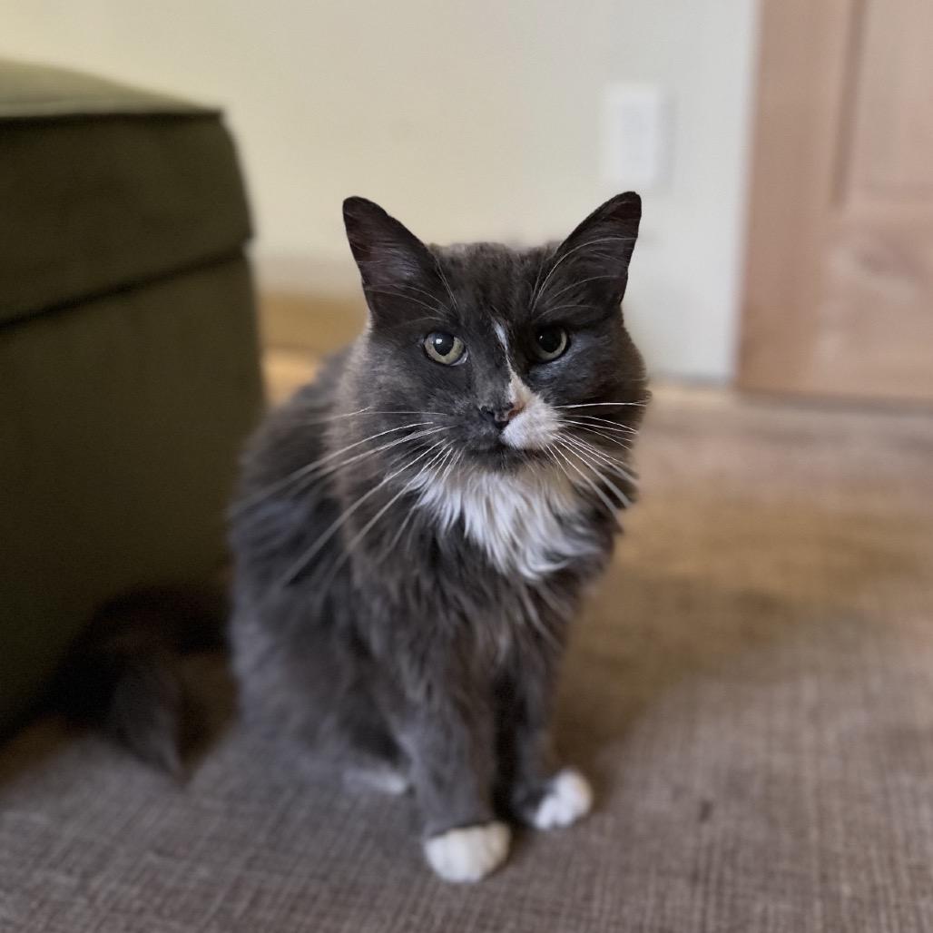 Snortle Dove, Adoptable, Senior Female Russian Blue & Domestic Long Hair.