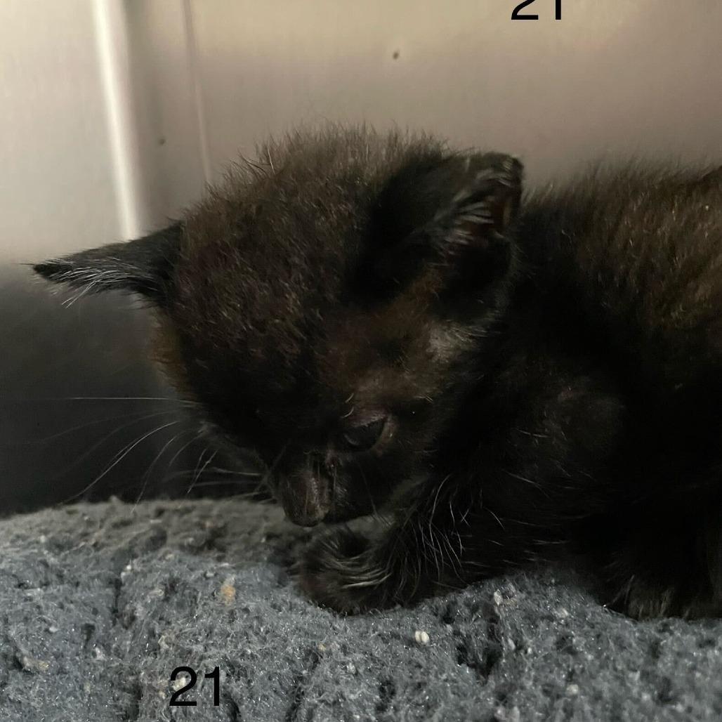 Mallory, Adoptable, Kitten Female Domestic Short Hair.