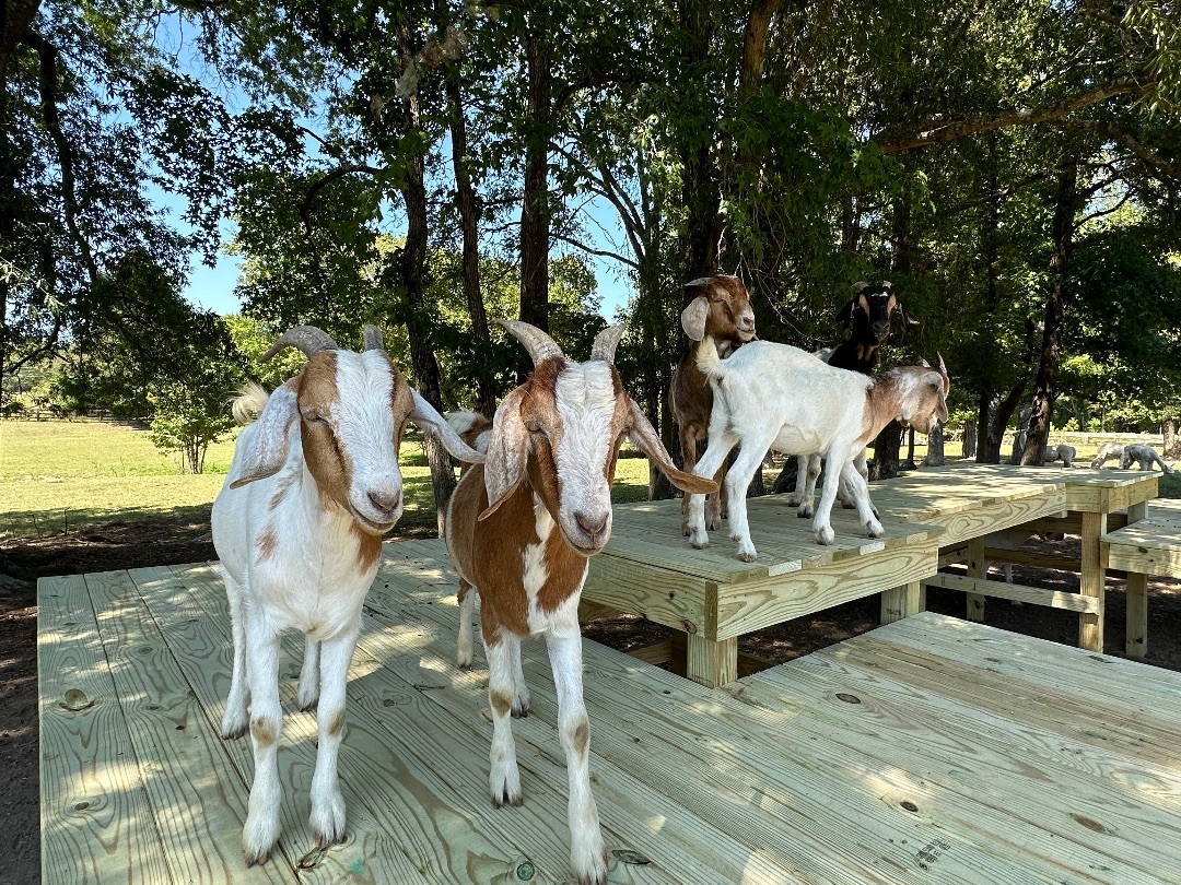Daisy and Family, a Adoptable mixed breed in Durham, NC image 1/16