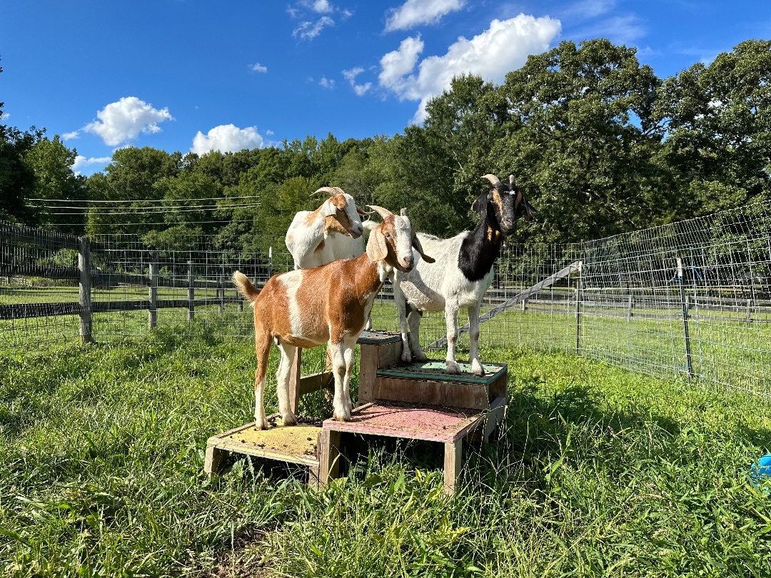 Daisy and Family, a Adoptable mixed breed in Durham, NC image 2/16