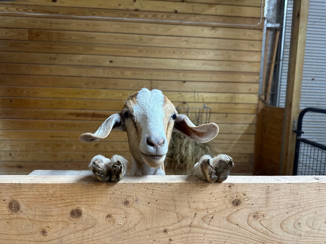 Daisy and Family, a Adoptable mixed breed in Durham, NC image 3/16