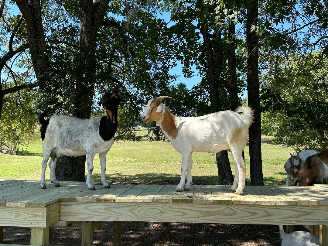 Daisy and Family, a Adoptable mixed breed in Durham, NC image 5/16
