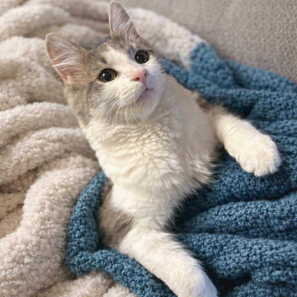 William, Adoptable, Young Male Domestic Short Hair.
