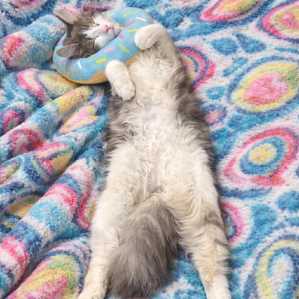 Enlarge William, a Adoptable Domestic Short Hair in Woodstock, GA image 2/2