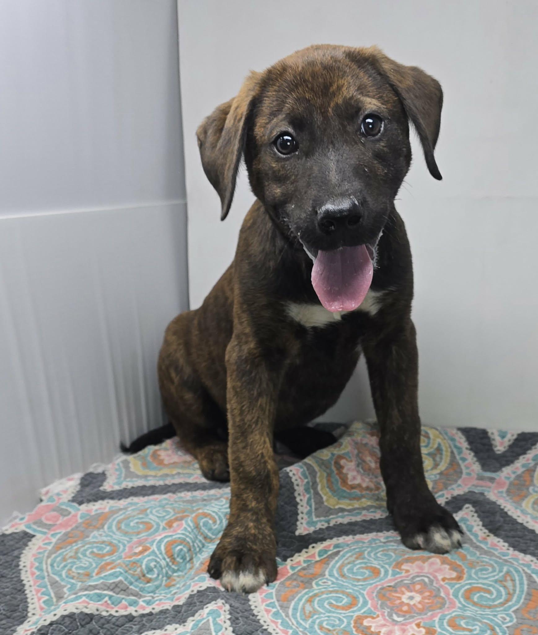 Enlarge Jaipur, a Adoptable mixed breed in Newport, TN image 3/3