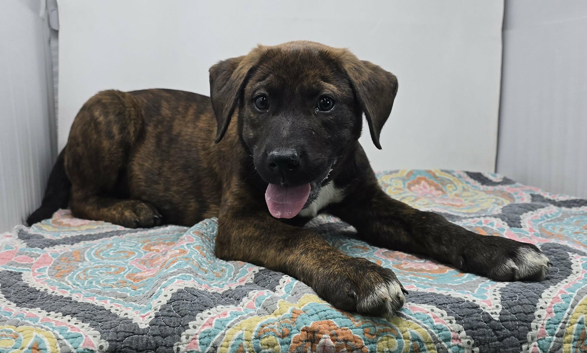 Enlarge Jaipur, a Adoptable mixed breed in Newport, TN image 2/3