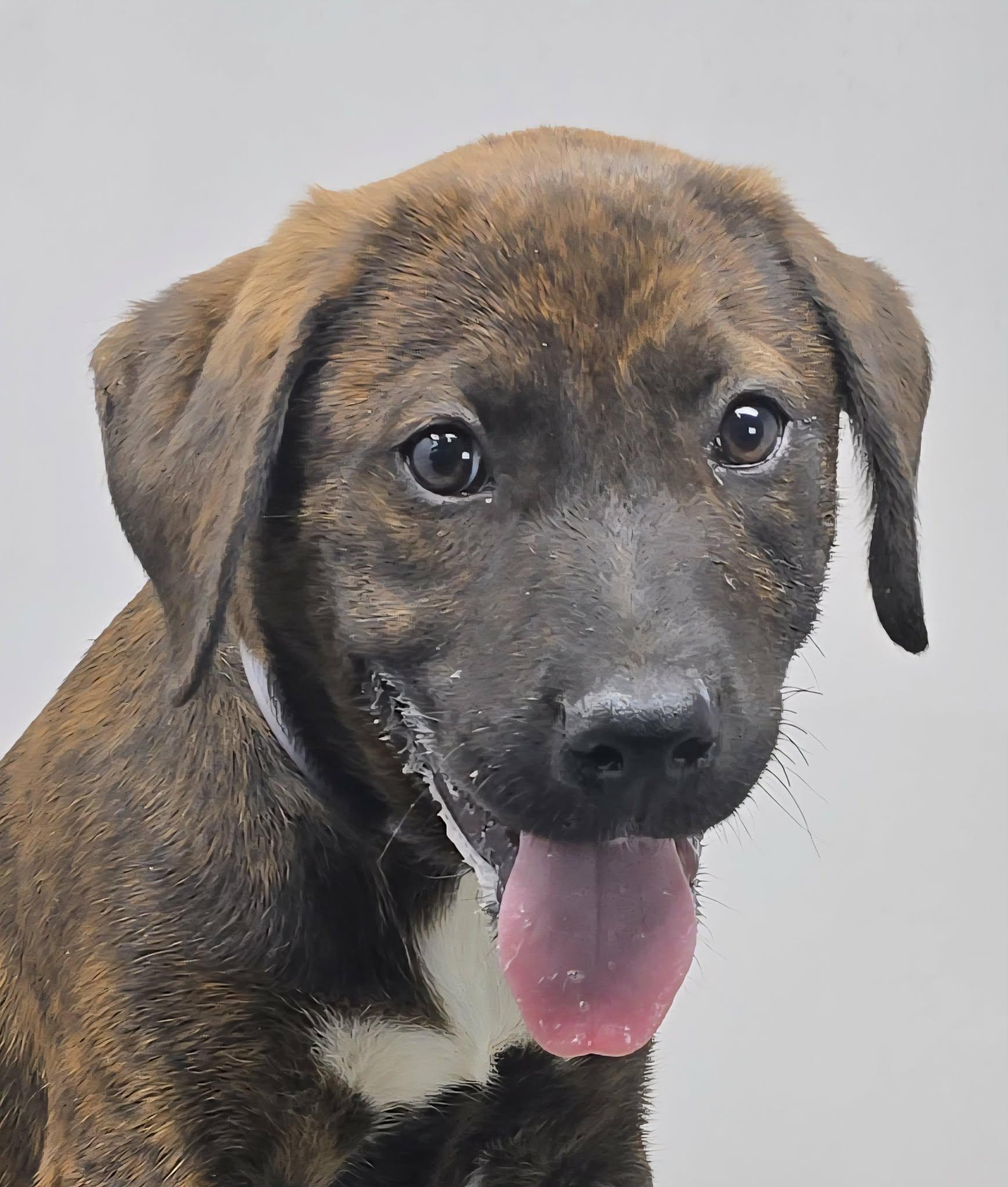 Jaipur, Adoptable, Puppy Male Plott Hound & Labrador Retriever.