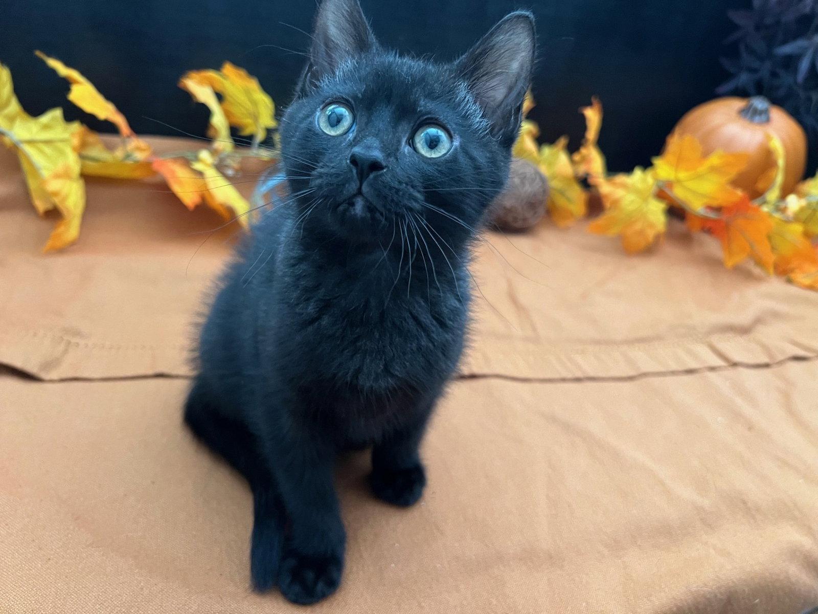 Enlarge Wishbone, a Adopted Domestic Short Hair in Fayetteville, GA image 1/3
