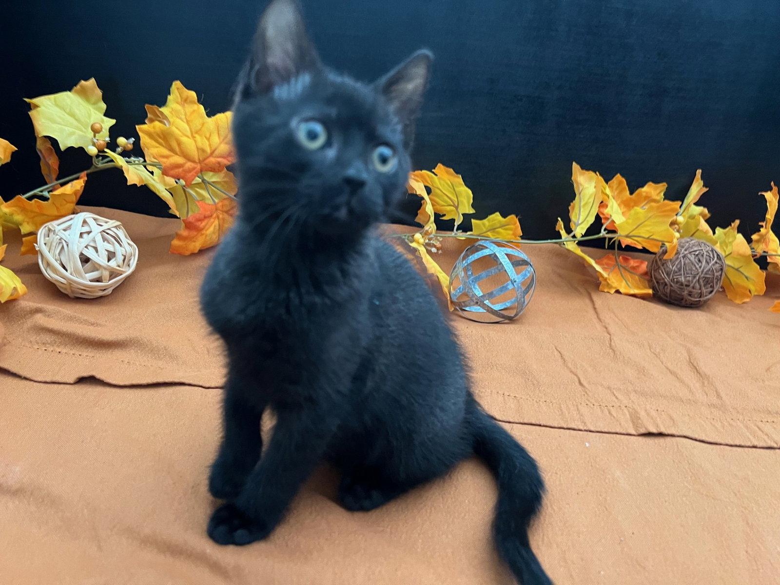 Enlarge Wishbone, a Adopted Domestic Short Hair in Fayetteville, GA image 2/3