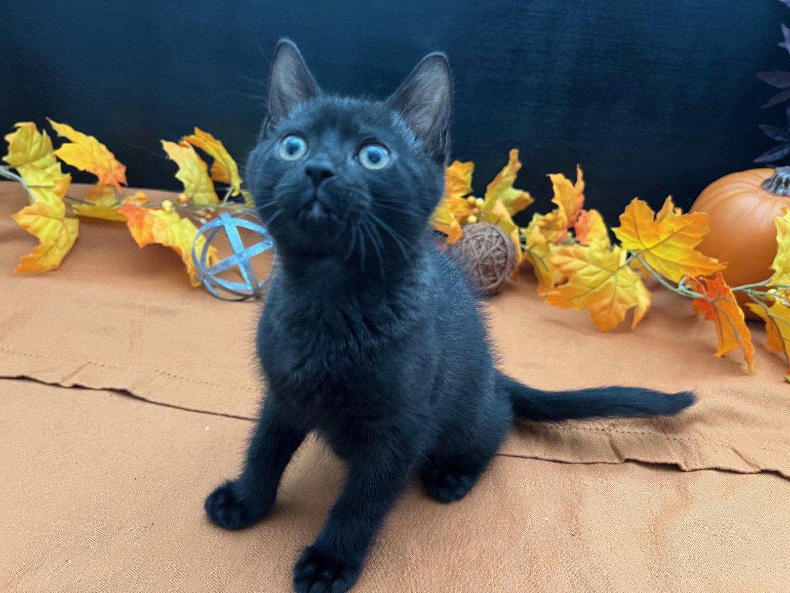 Enlarge Wishbone, a Adopted Domestic Short Hair in Fayetteville, GA image 3/3