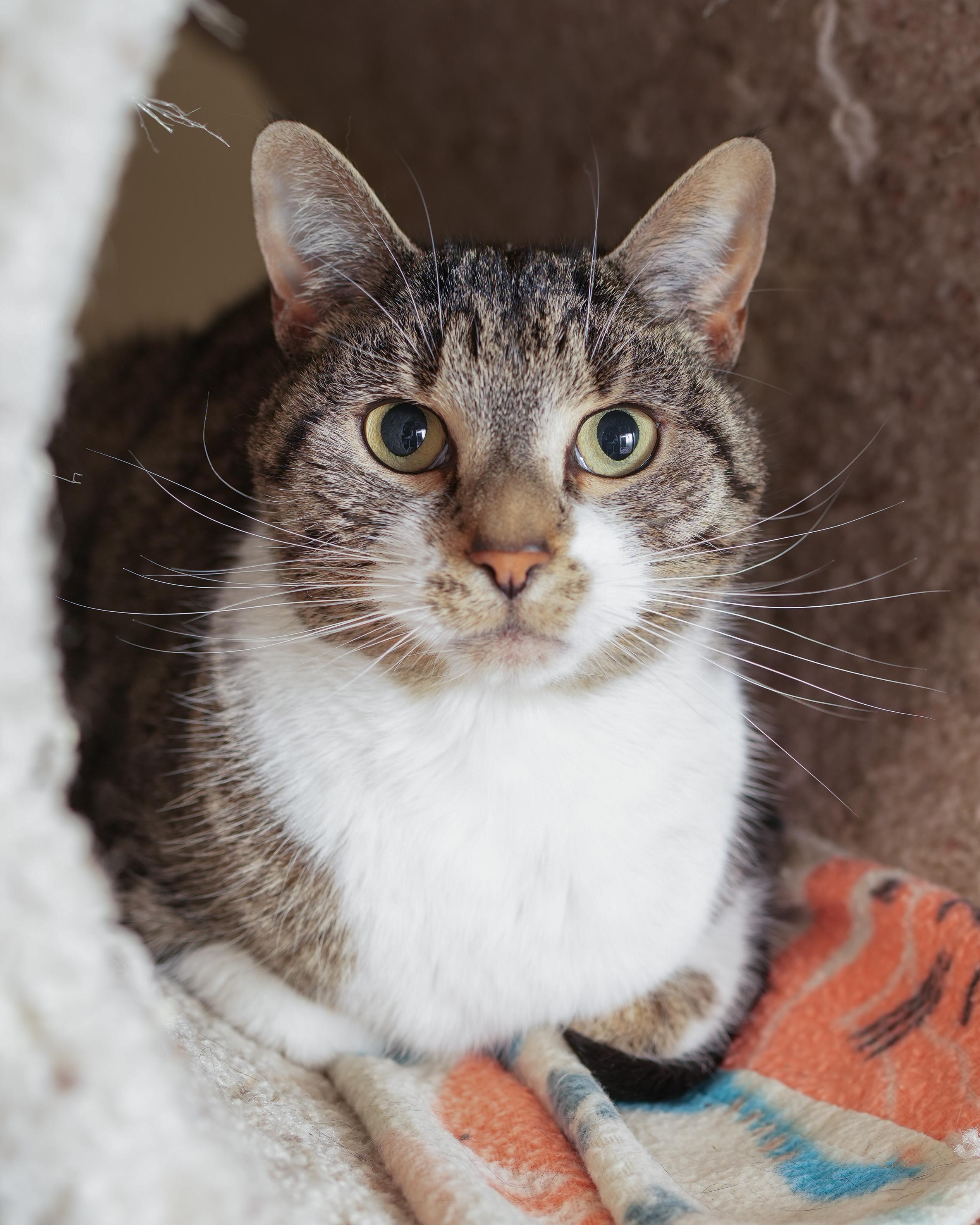 Crumble, an adoptable Domestic Short Hair in Boise, ID, 83709 | Photo Image 1
