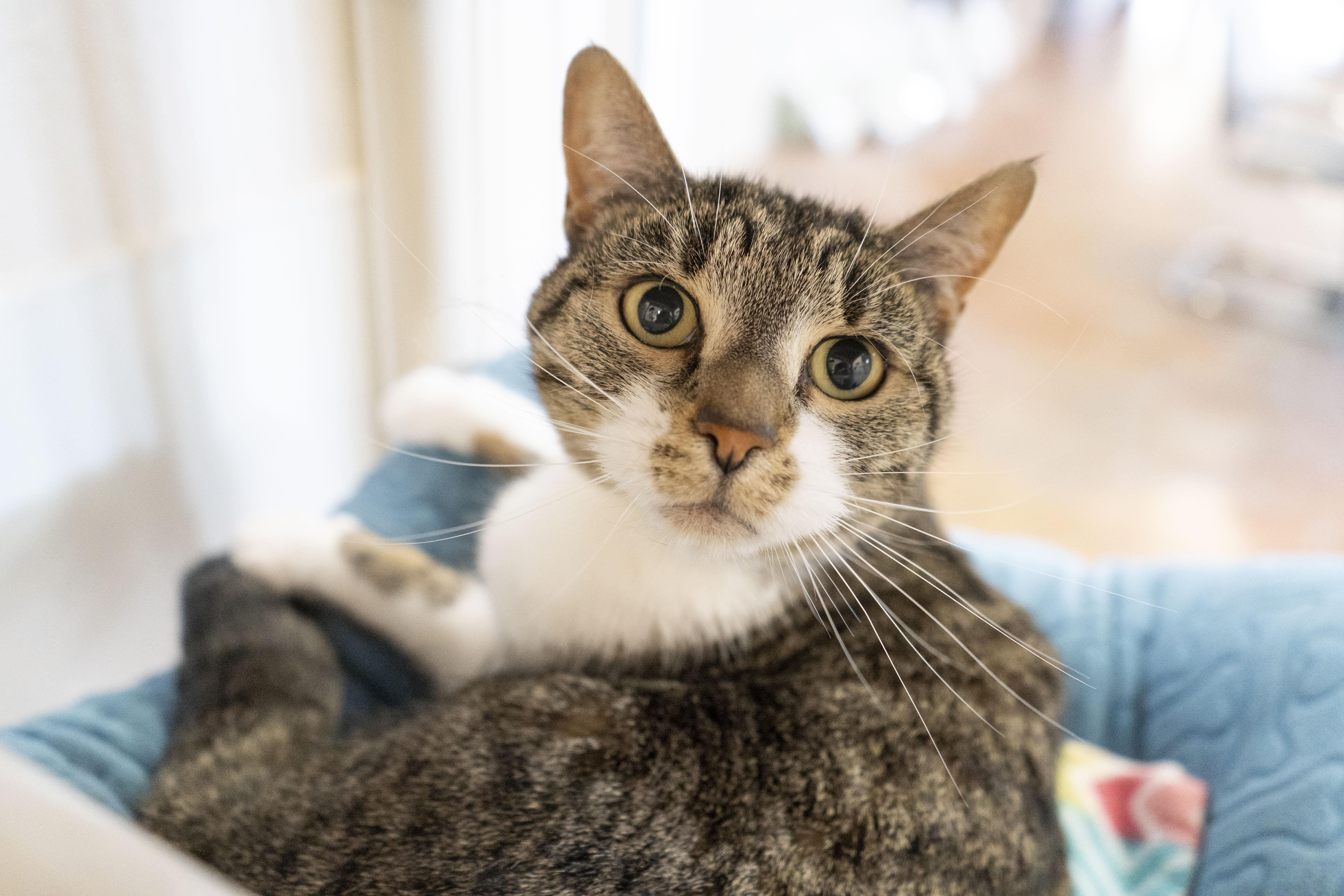Crumble, an adoptable Domestic Short Hair in Boise, ID, 83709 | Photo Image 3