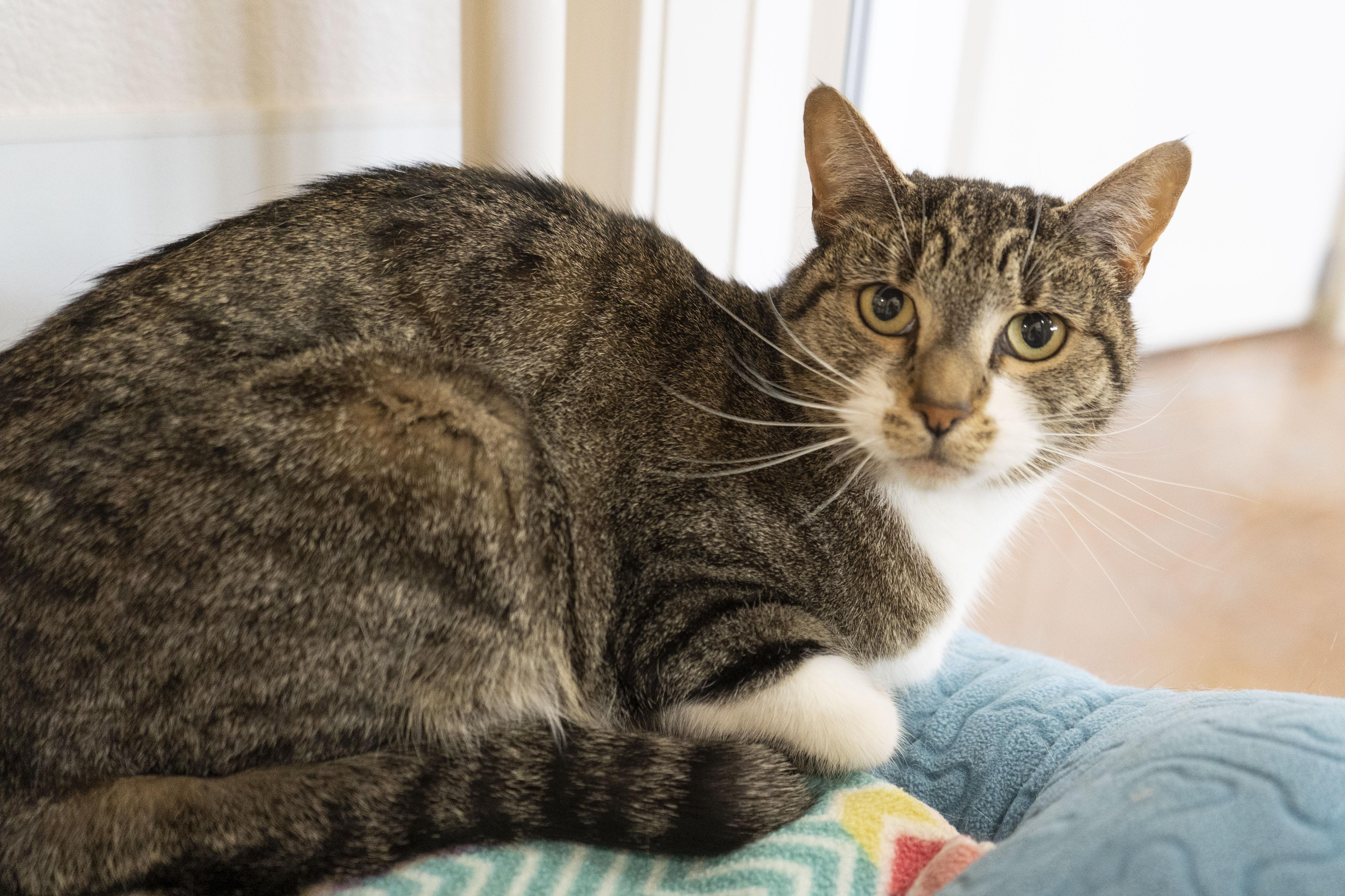 Crumble, an adoptable Domestic Short Hair in Boise, ID, 83709 | Photo Image 4