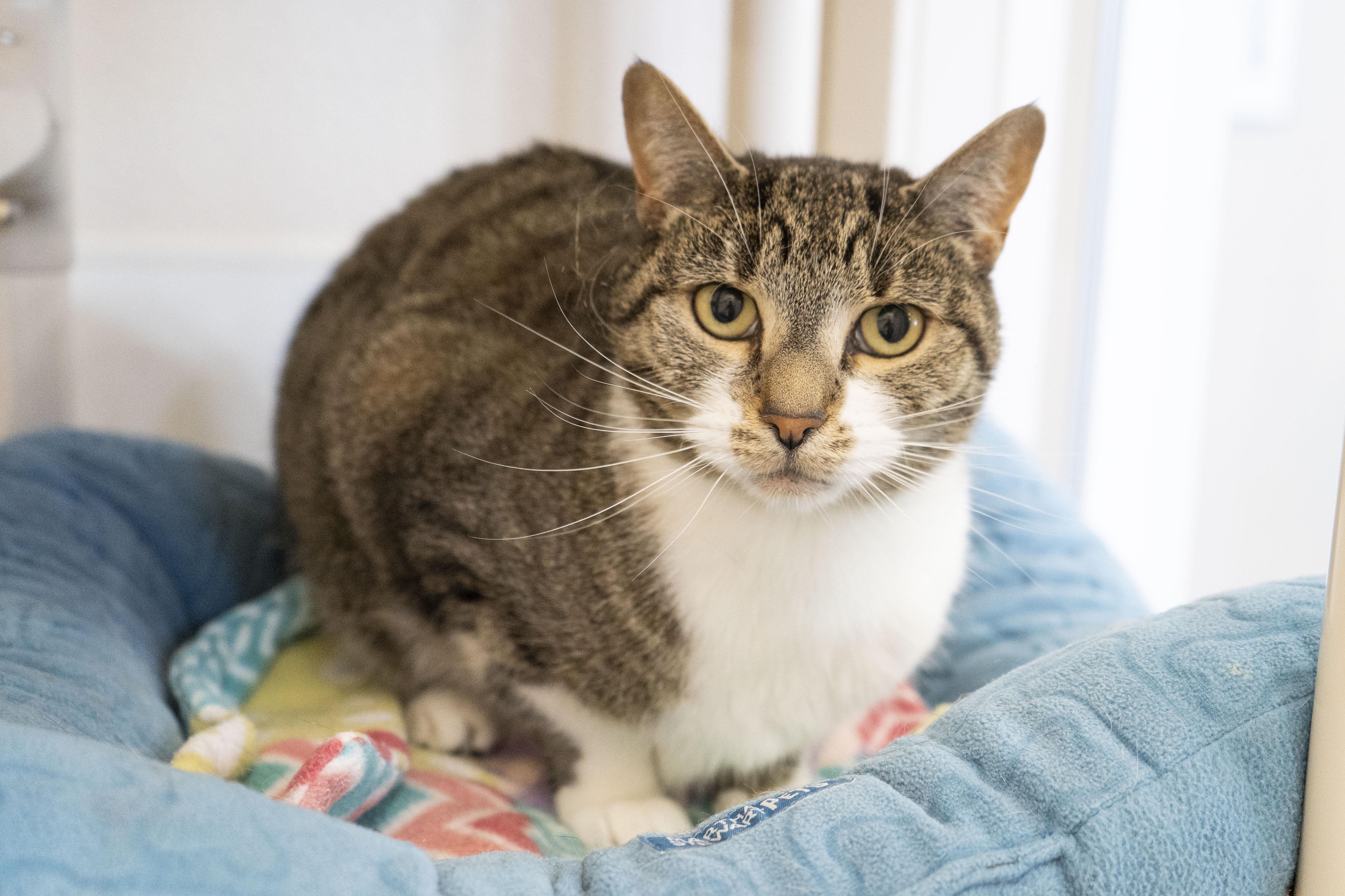 Crumble, an adoptable Domestic Short Hair in Boise, ID, 83709 | Photo Image 5