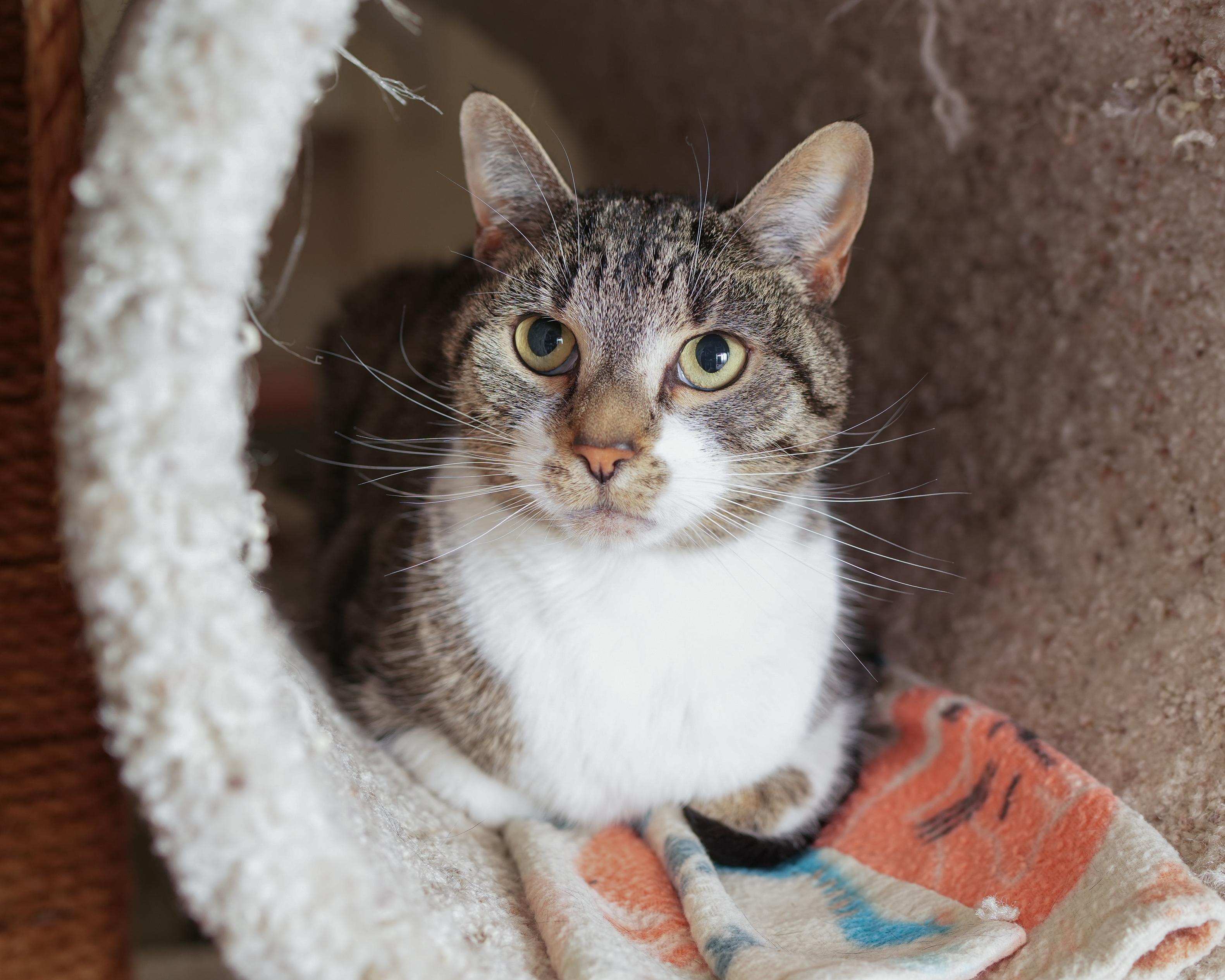 Crumble, an adoptable Domestic Short Hair in Boise, ID, 83709 | Photo Image 2