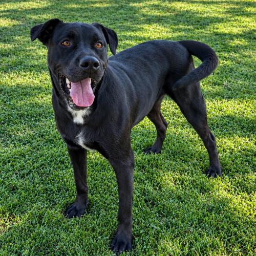 Emu, Adoptable, Young Male Pit Bull Terrier & Black Labrador Retriever.