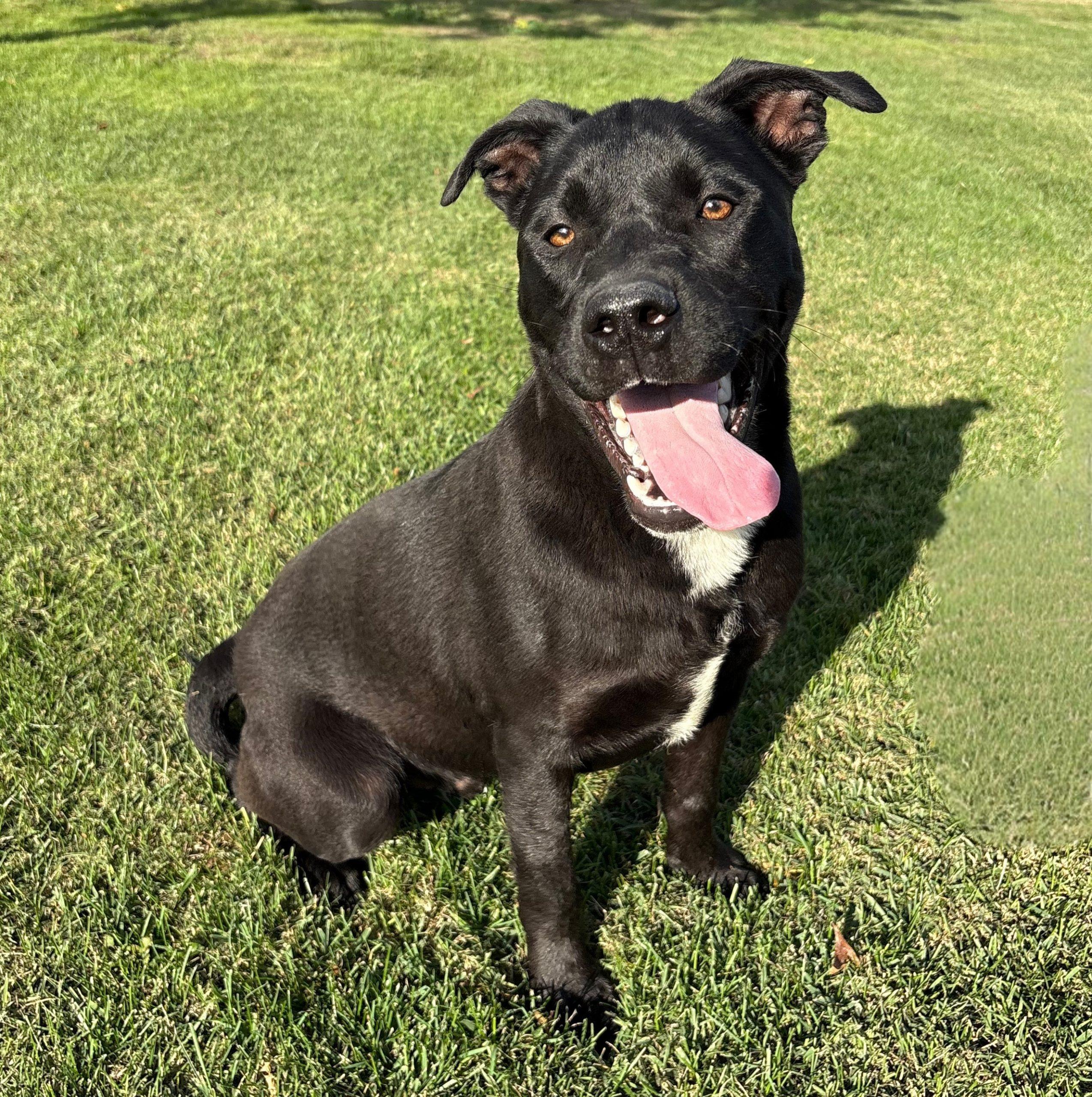 Enlarge Emu, a Adoptable mixed breed in Lathrop, CA image 1/5
