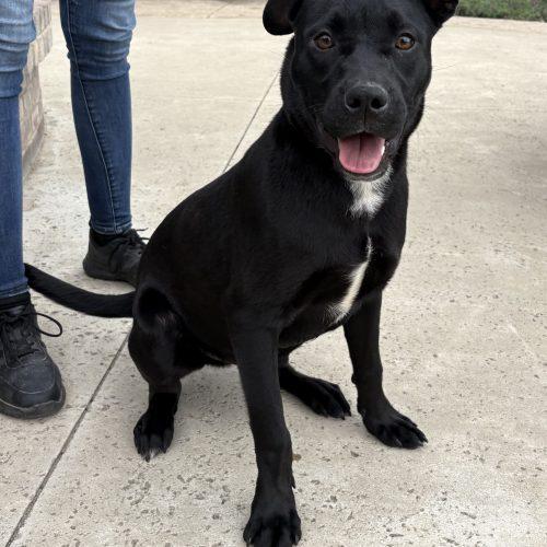 Emu, Adoptable, Young Male Pit Bull Terrier & Black Labrador Retriever.