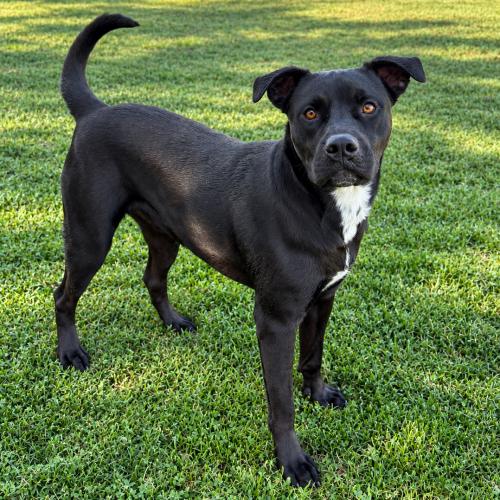 Enlarge Emu, a Adoptable mixed breed in Lathrop, CA image 4/6