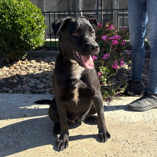 Enlarge Emu, a Adoptable mixed breed in Lathrop, CA image 4/5