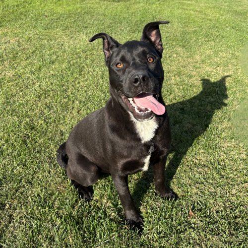 Enlarge Emu, a Adoptable mixed breed in Lathrop, CA image 5/5