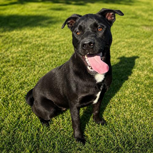 Emu, a Adoptable mixed breed in Lathrop, CA image 5/5