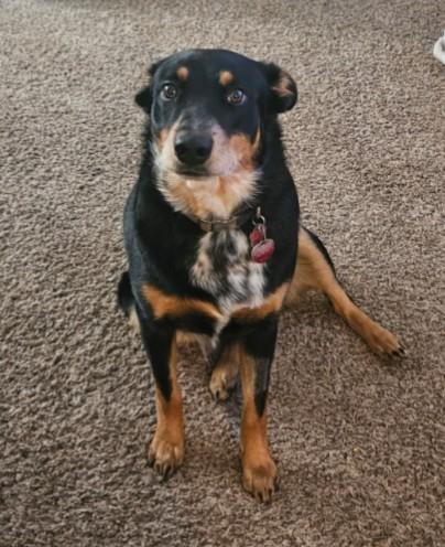 Roscoe, ADOPTABLE, Adult Male Australian Cattle Dog / Blue Heeler.