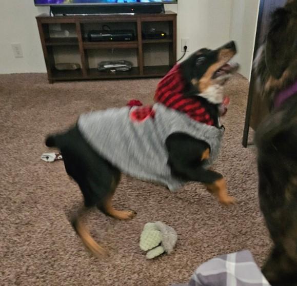 Roscoe, ADOPTABLE, Adult Male Australian Cattle Dog / Blue Heeler.