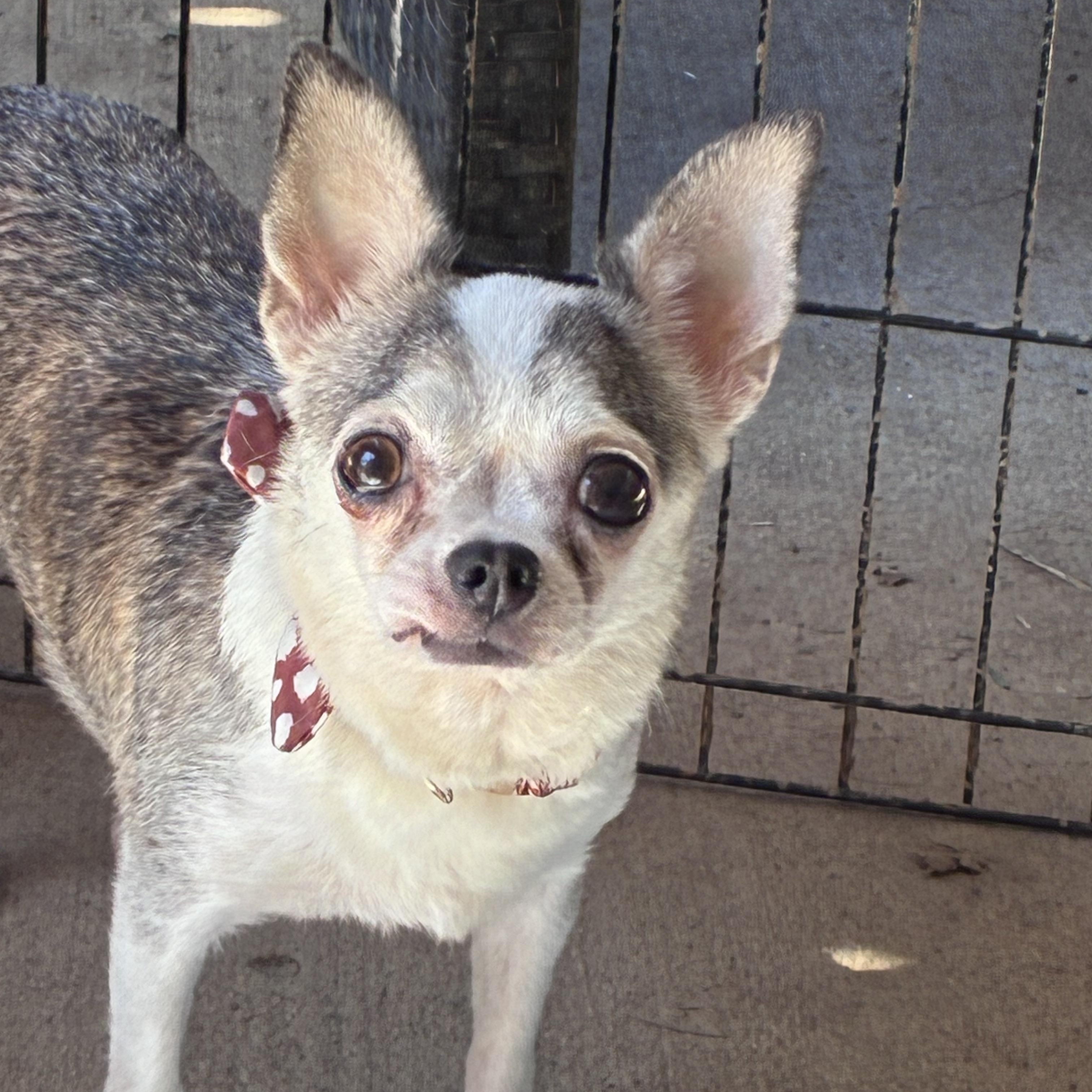 Dolly, Adopted, Adult Female Chihuahua.