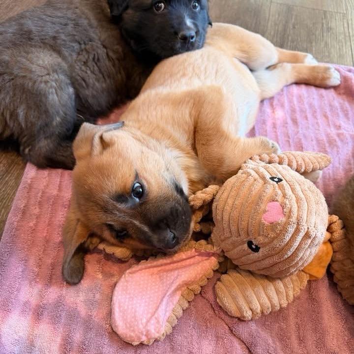 Goldie, a Adoptable mixed breed in Fairfax, VA image 2/4