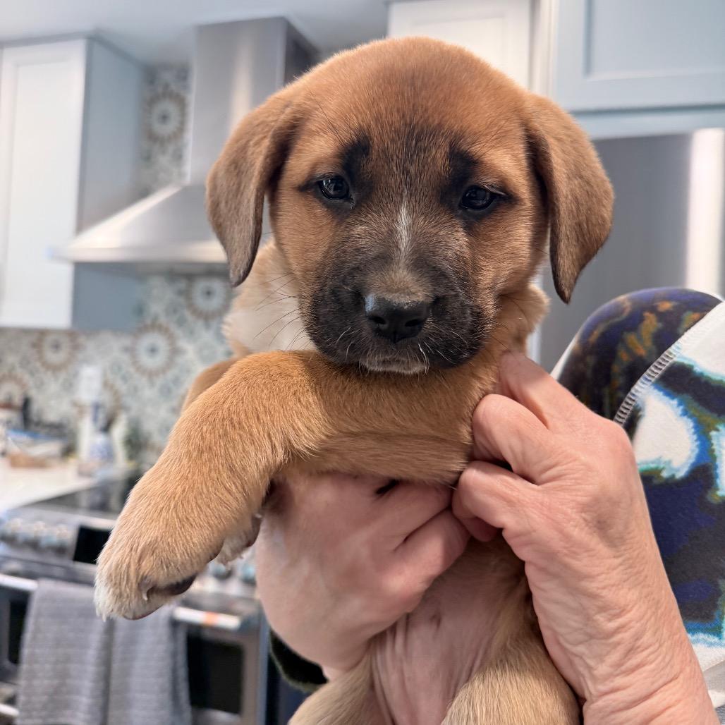 Goldie, a Adoptable mixed breed in Fairfax, VA image 3/4