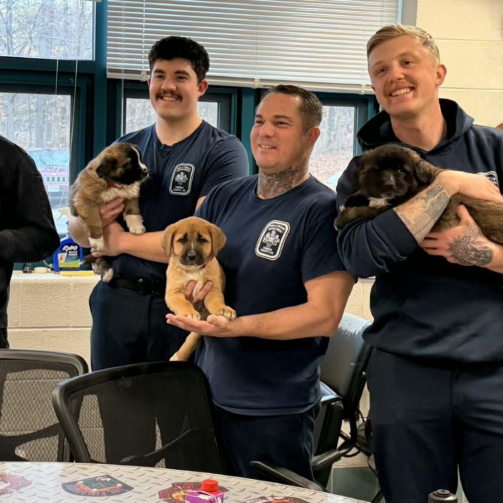 Goldie, a Adoptable mixed breed in Fairfax, VA image 4/4