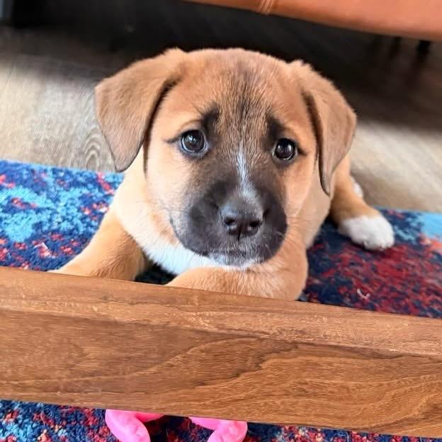 Goldie, a Adoptable mixed breed in Fairfax, VA image 1/4