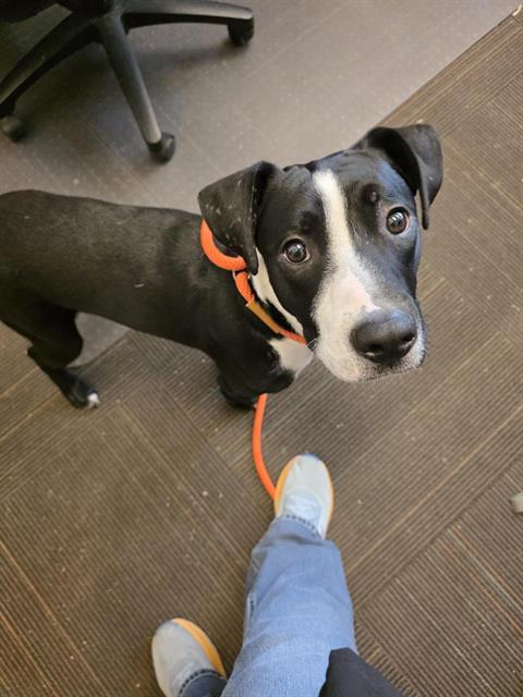 DIGGY, Adoptable, Young Male Pit Bull Terrier.