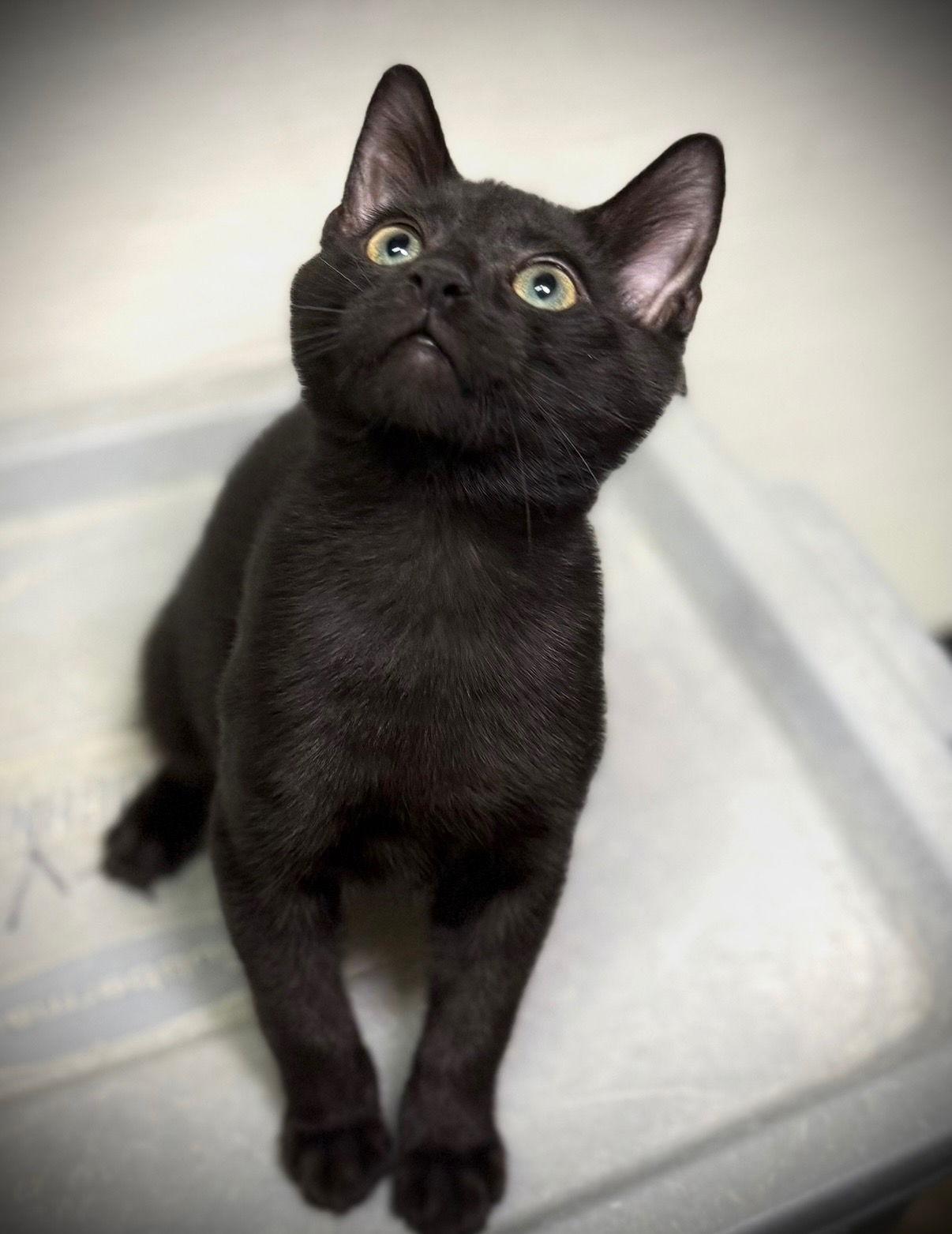 Enlarge Gasket, a Adoptable Domestic Short Hair in Cary, NC image 1/2