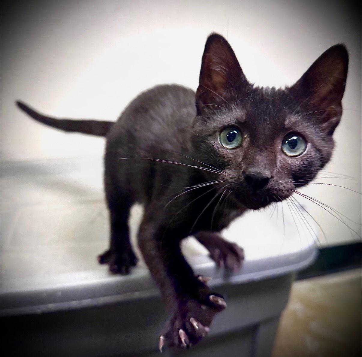 Enlarge Gasket, a Adoptable Domestic Short Hair in Cary, NC image 2/2