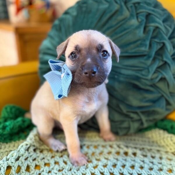 Oyster White — thumbnail 4