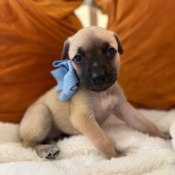 Oyster White — thumbnail 5