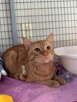 Enlarge David, a ADOPTABLE Domestic Short Hair in Manitowoc, WI image 1/1