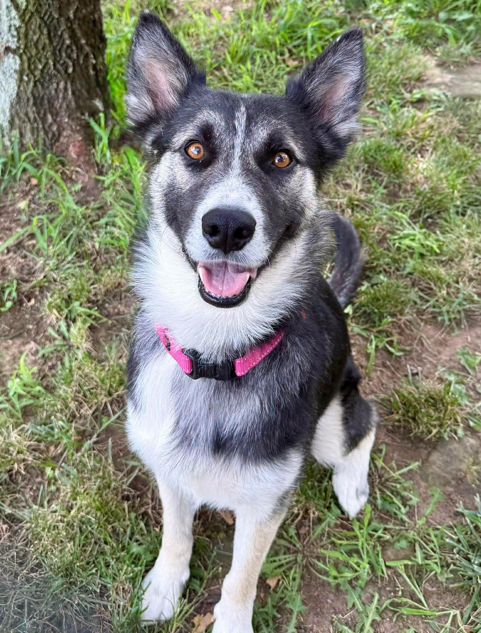 Enlarge Crickette, a Adoptable mixed breed in Tulsa, OK image 5/5