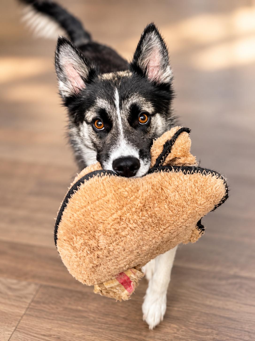 Enlarge Crickette, a Adoptable mixed breed in Tulsa, OK image 2/5