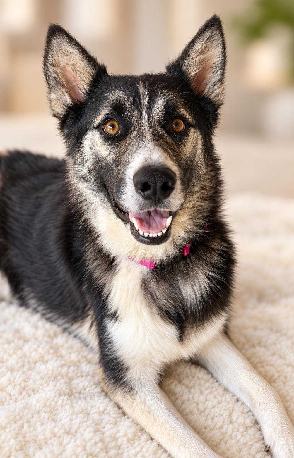 Crickette, Adoptable, Adult Female German Shepherd Dog.
