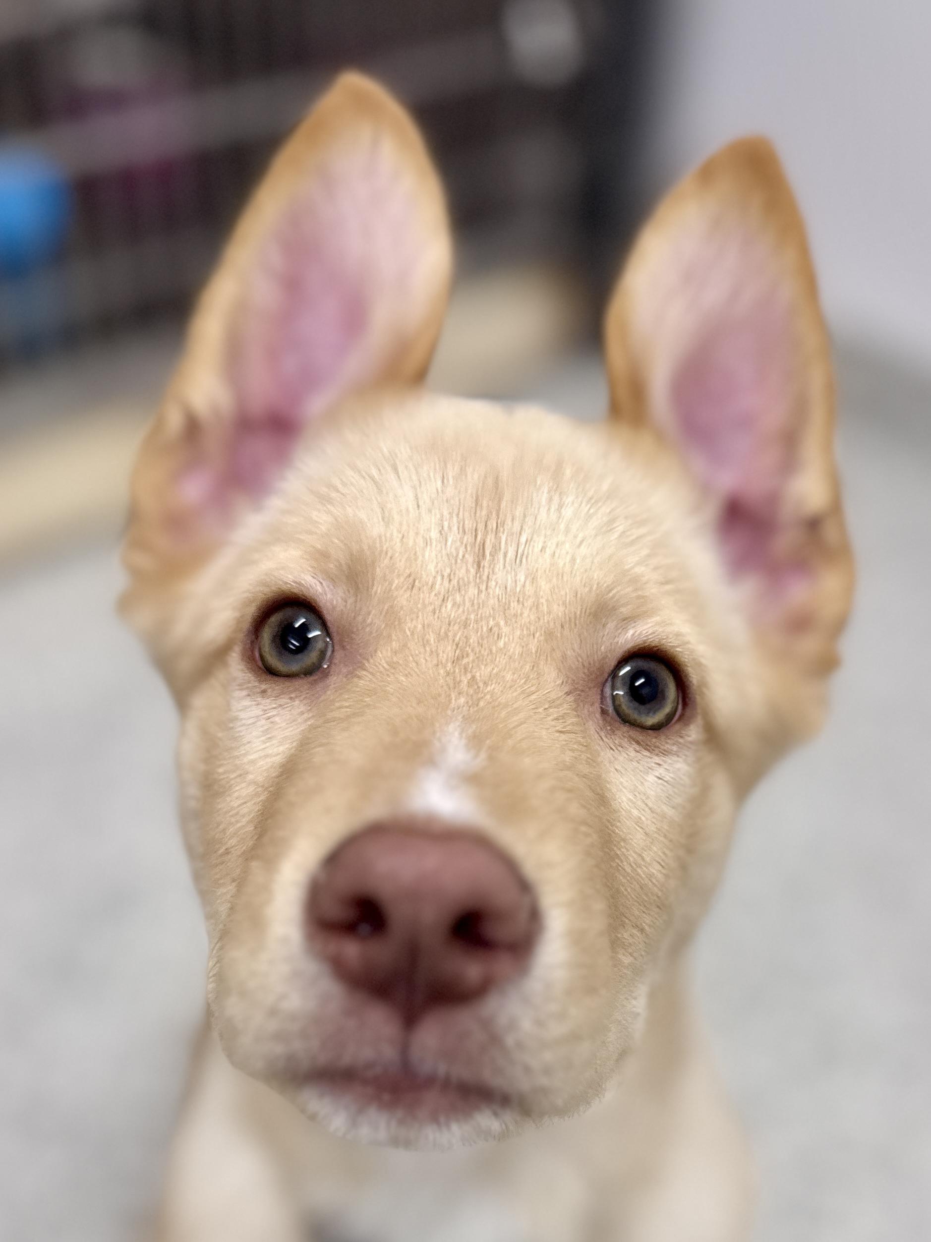 Enlarge Bryson, an adoptable mixed breed in Palatine, IL image 2/6