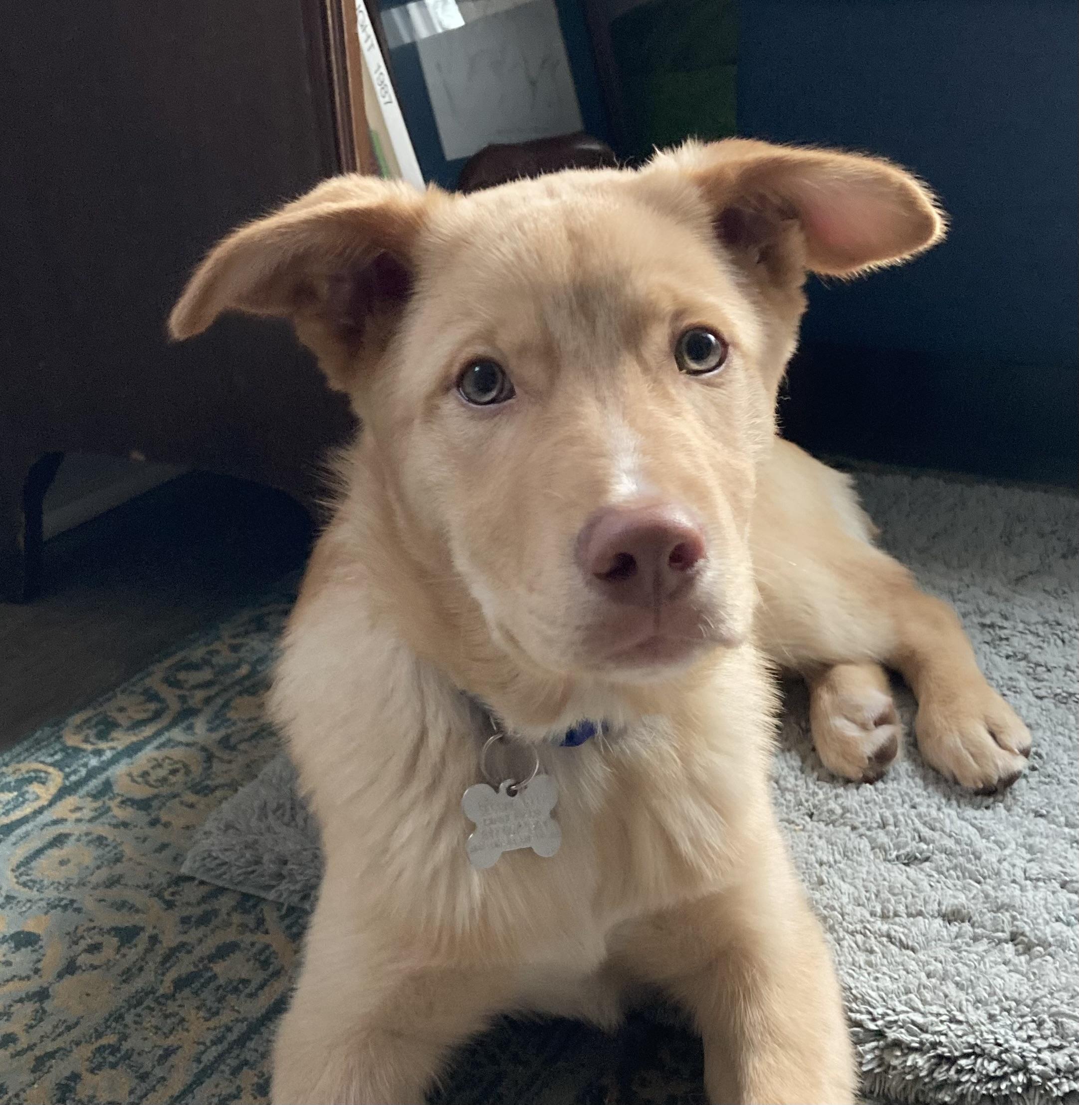 Enlarge Bryson, an adoptable mixed breed in Palatine, IL image 2/5