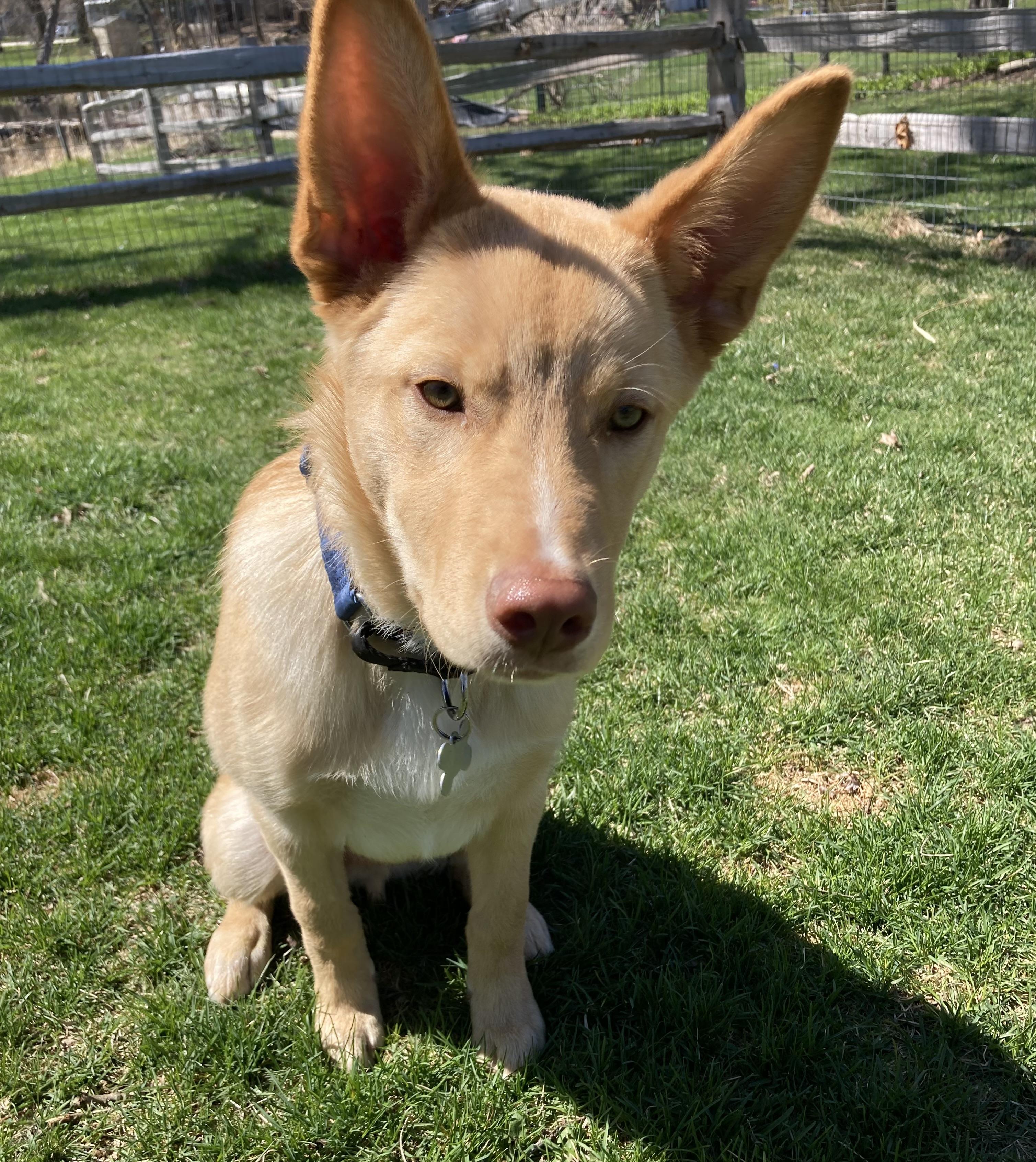 Enlarge Bryson, an adoptable mixed breed in Palatine, IL image 4/5