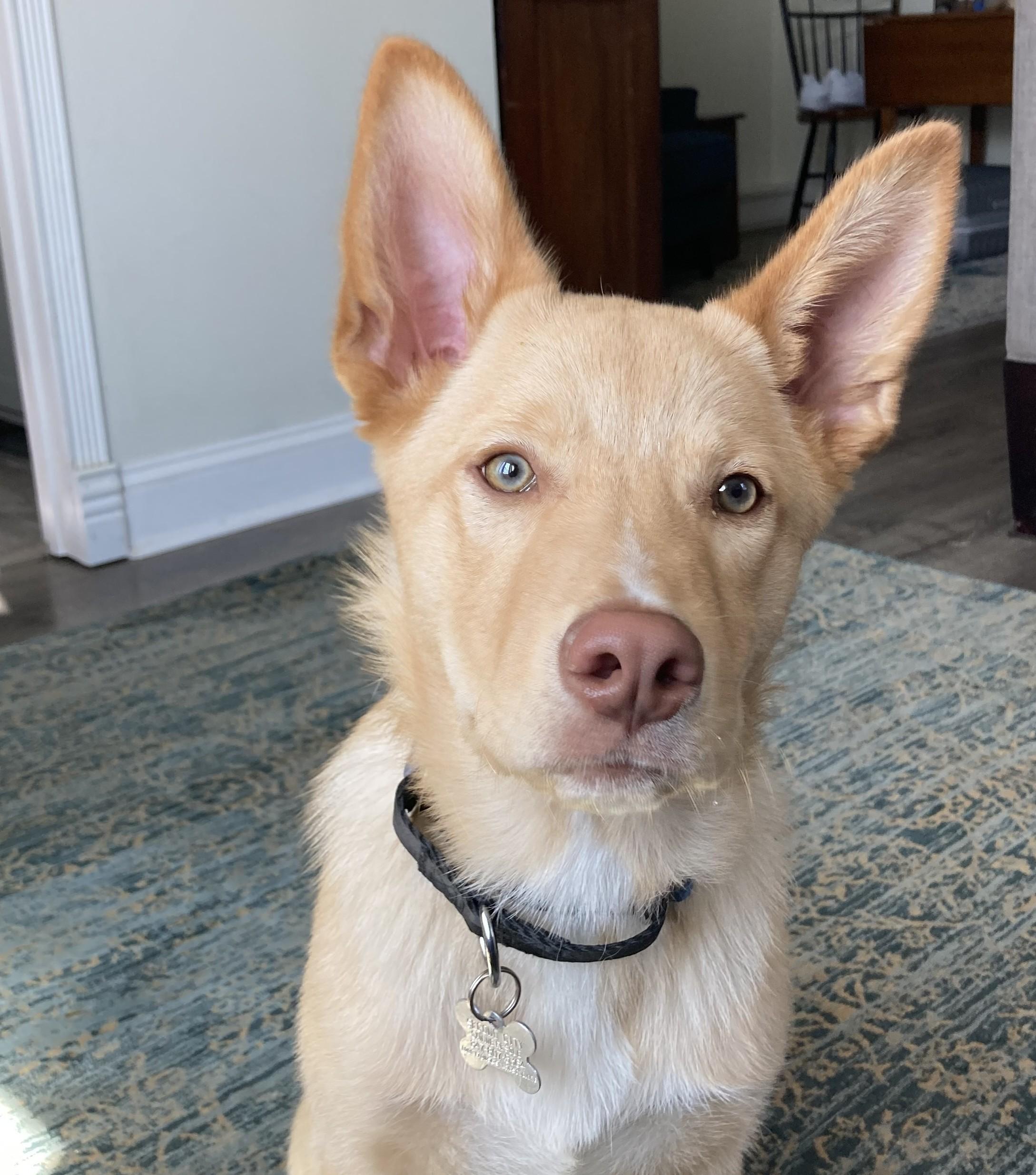 Enlarge Bryson, an adoptable mixed breed in Palatine, IL image 1/5