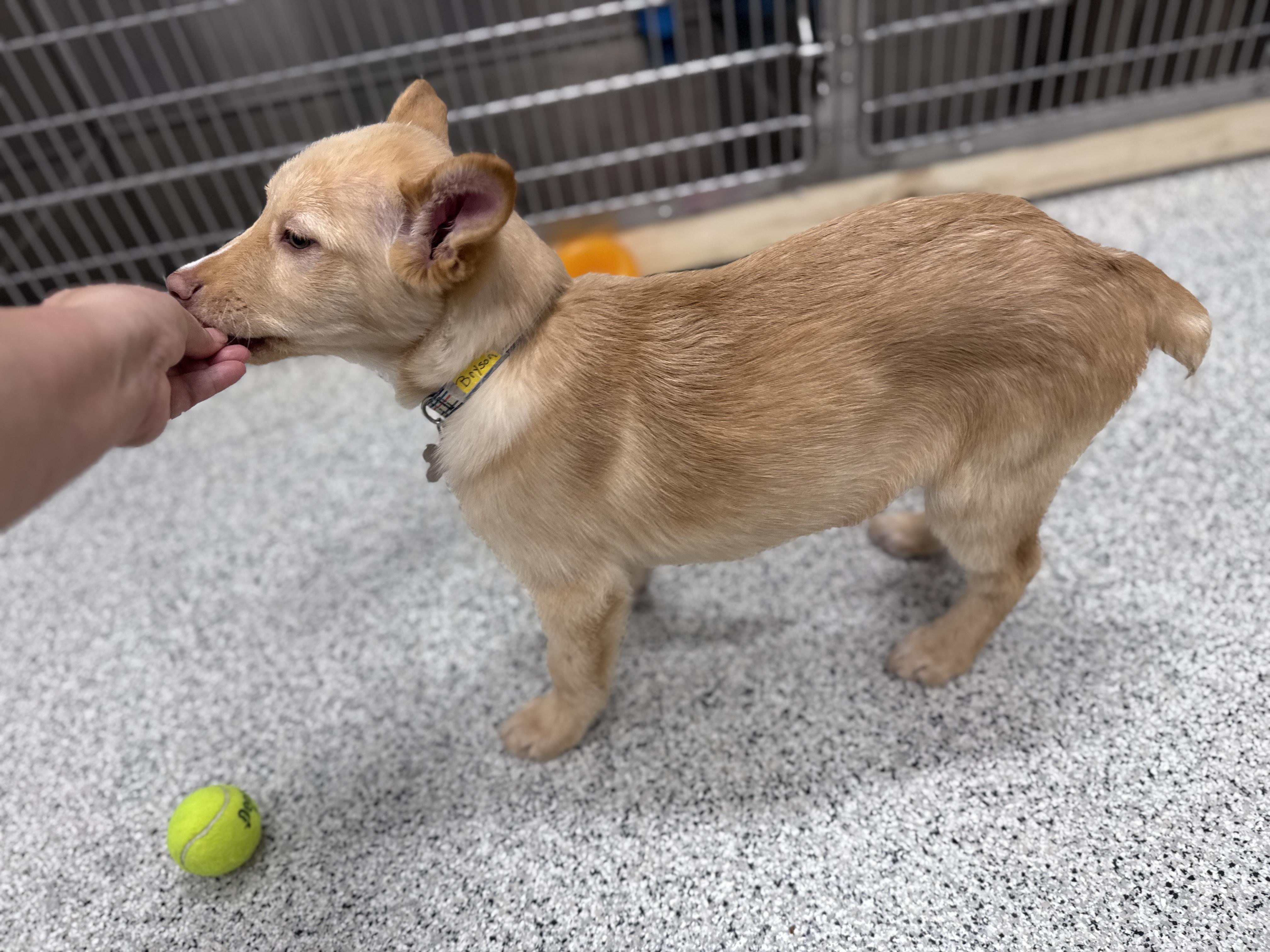Enlarge Bryson, an adoptable mixed breed in Palatine, IL image 5/6