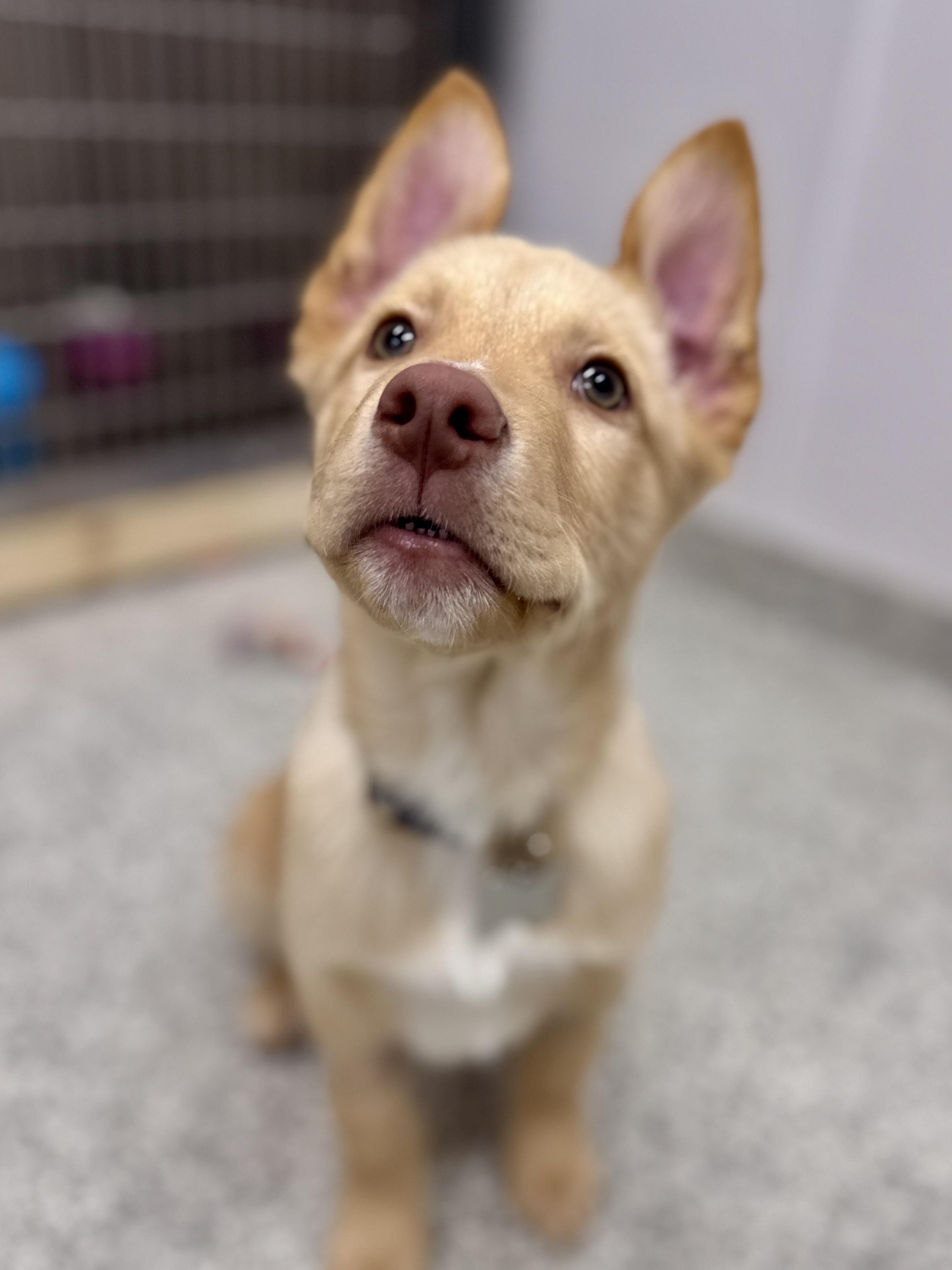 Enlarge Bryson, an adoptable mixed breed in Palatine, IL image 6/6