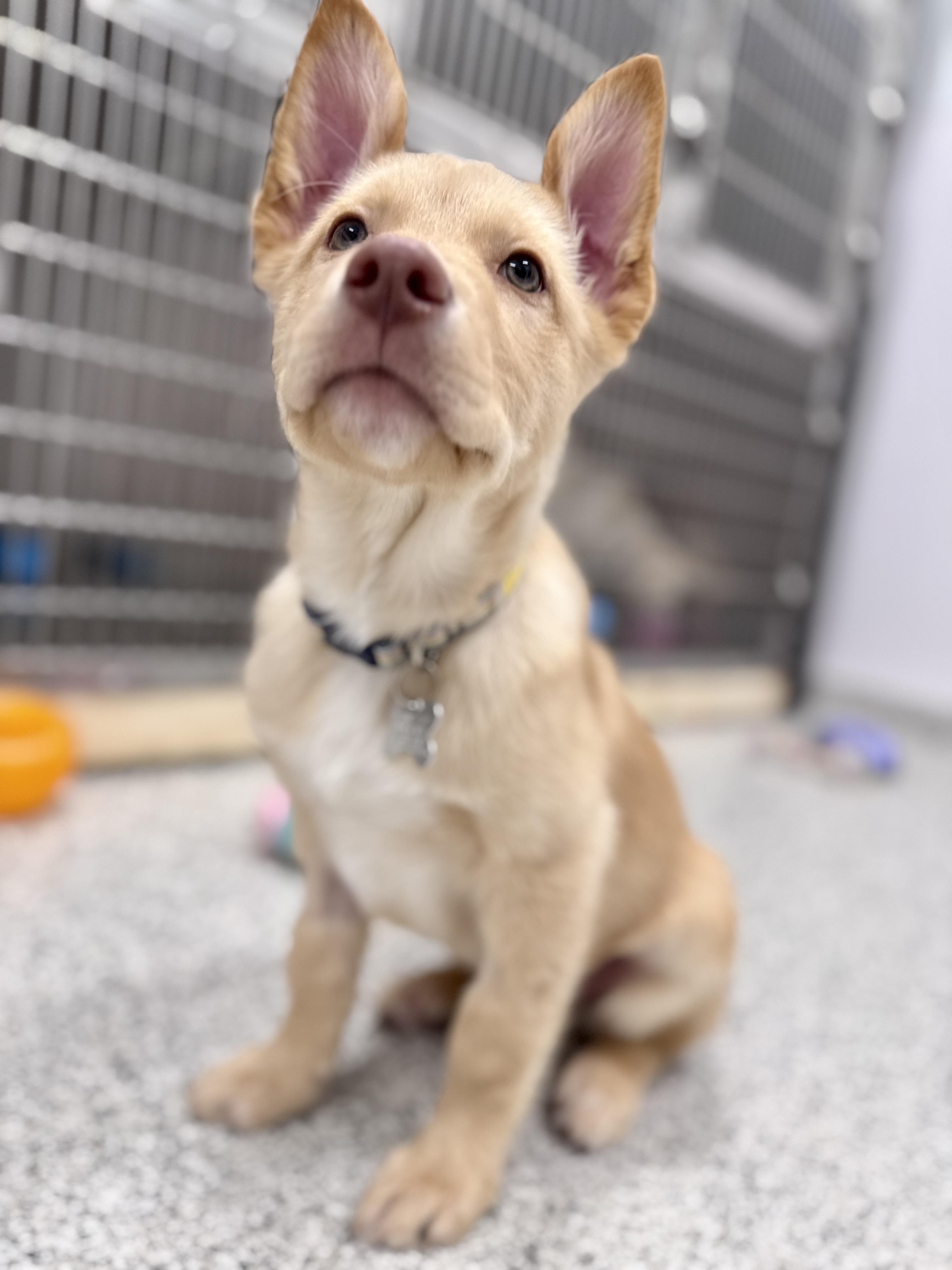 Enlarge Bryson, an adoptable mixed breed in Palatine, IL image 4/6